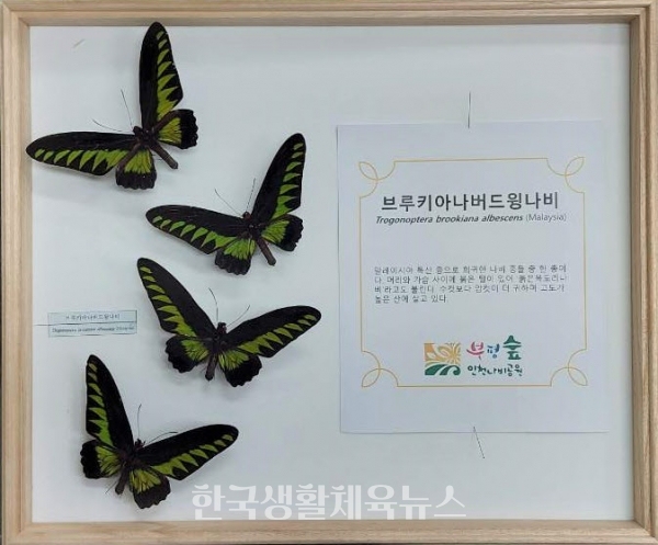 인천나비공원 희귀곤충 표본 전시회