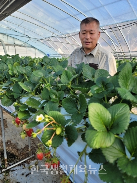 친환경 농산물 딸기